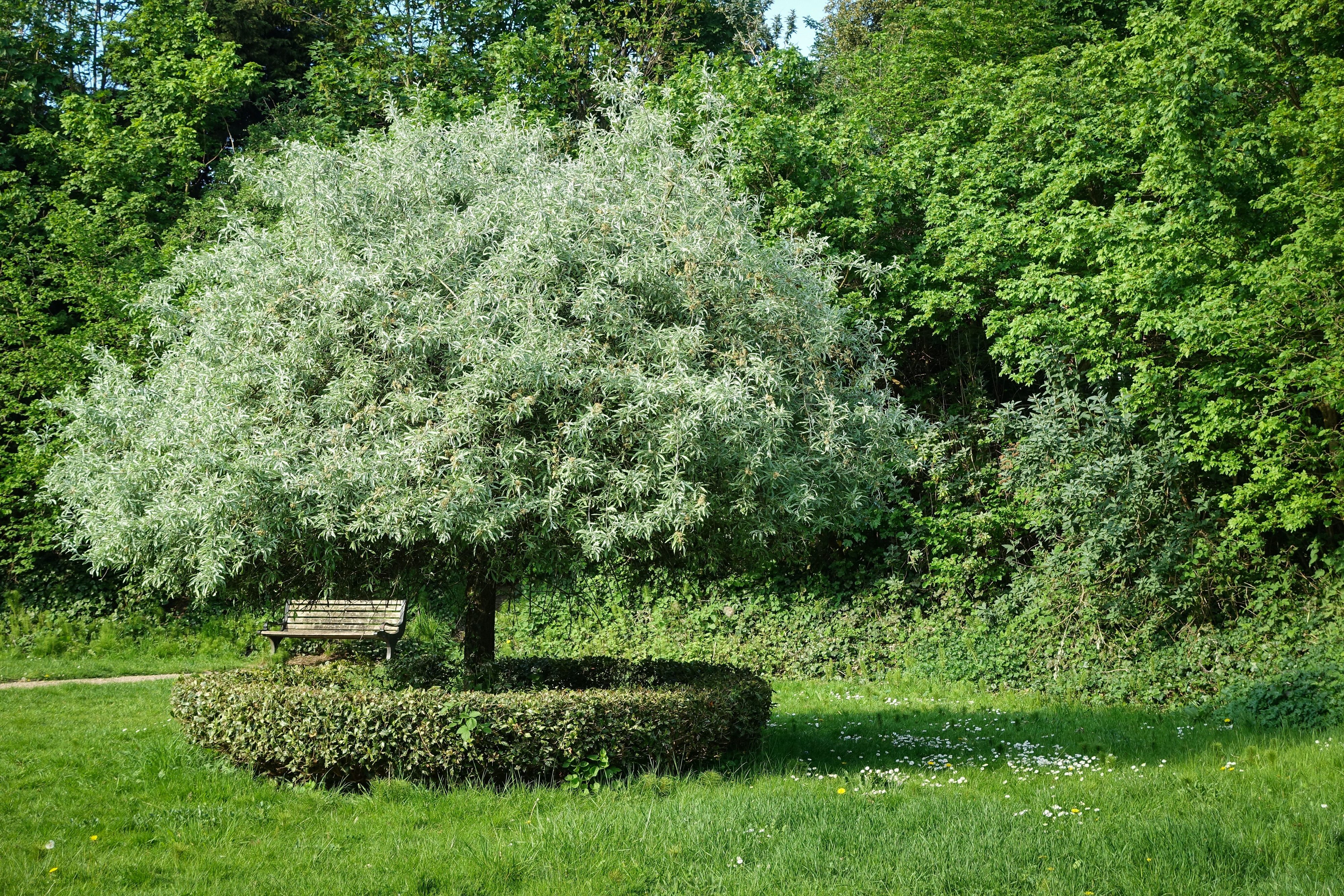 A bench and a tree in a park.
