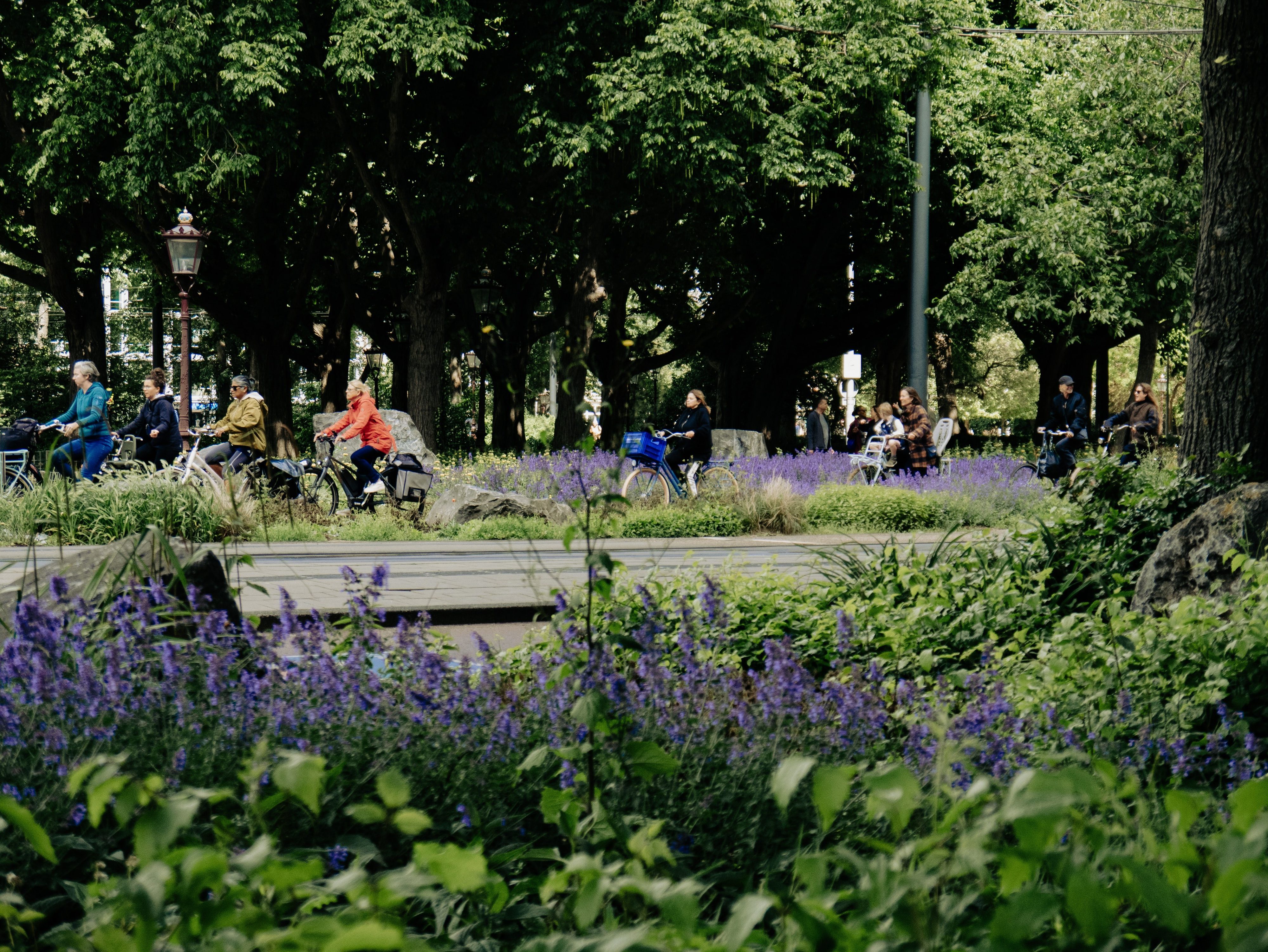 People cycling through a park with plants in foreground and trees in background.